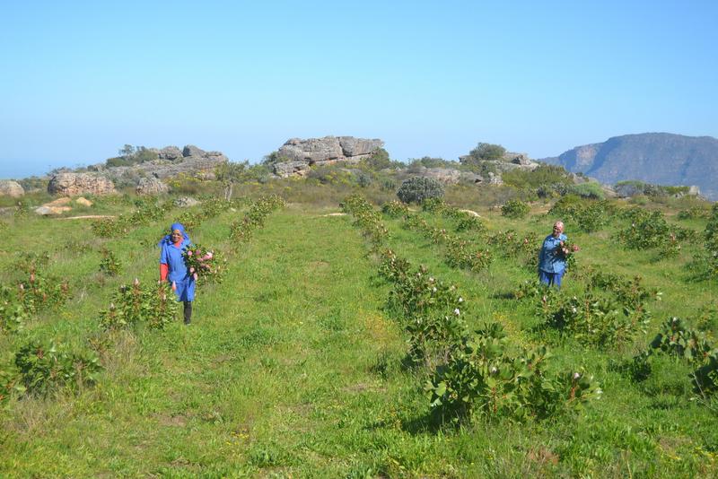 5 Bedroom Property for Sale in Piketberg Rural Western Cape